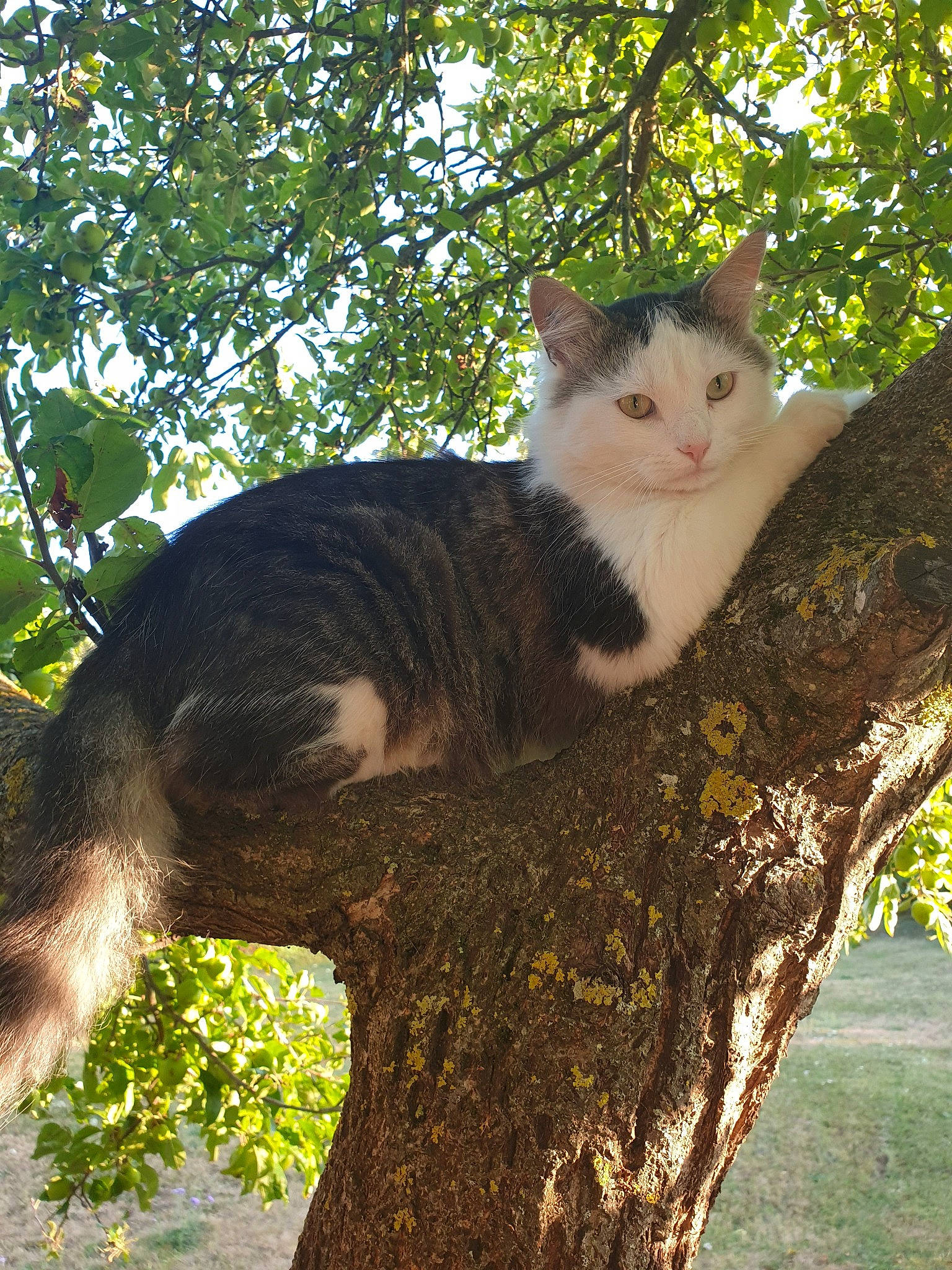 Bruce Lee participe au concours pour gagner de l'argent avec cette photo : aegean_cat, american_wirehair, branch, carnivore, cat, domestic_short_haired_cat, european_shorthair, felidae, fur, leaf, plant, small_to_medium_sized_cats, tail, tree, trunk, whiskers, woody_plant