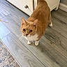 animal, cabinet, carpet, cat, curious, cute, domestic_animal, feline, flooring, fur, ginger_cat, home_interior, indoor, looking_up, mammal, pet, tail_up, whiskers, white_paws, wooden_floor