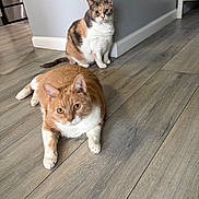 Jack And Jill joined the competition — help win amazing prizes! cat, indoor, wooden_floor, two_cats, orange_cat, calico_cat, pet, animal, feline, curious, sitting, lying_down, domestic_cat, floor, home, corner, eyes, ears, whiskers, fur