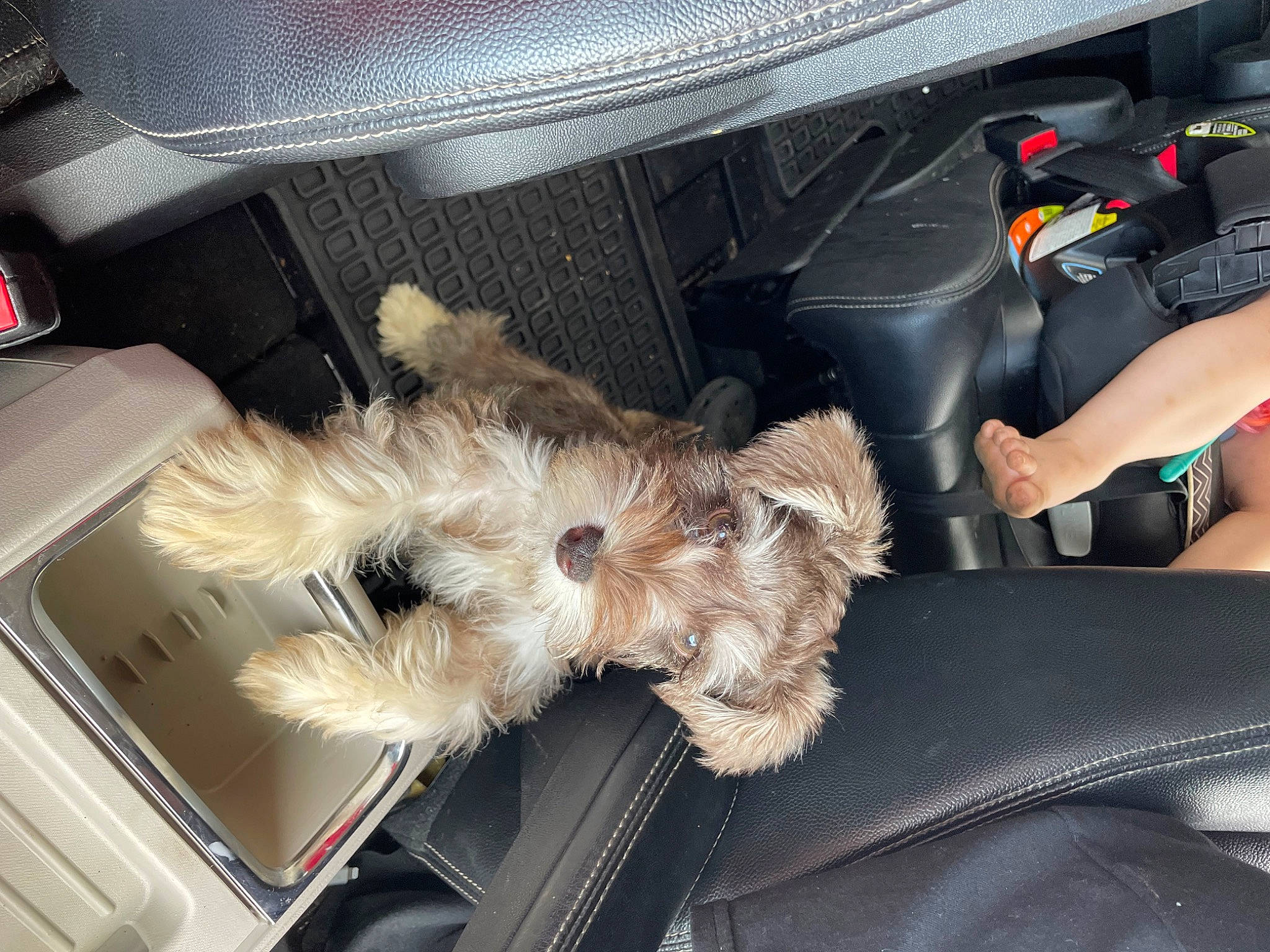 April joined the competition — help win amazing prizes! auto_part, automotive_exterior, automotive_tire, car, car_seat_cover, carnivore, companion_dog, dog, dog_breed, fawn, fur, hood, light, motor_vehicle, snout, sporting_group, trunk, vehicle, vehicle_door, windshield