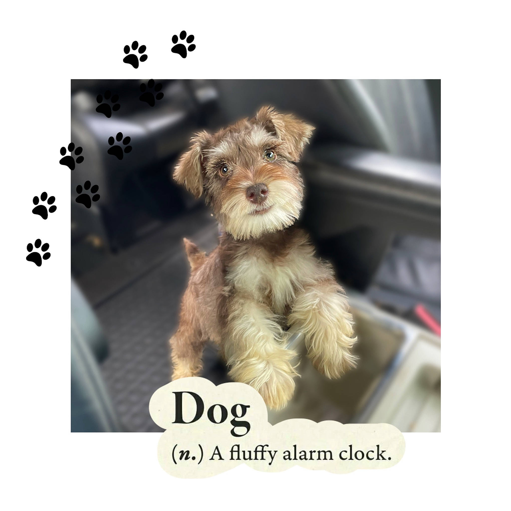 April joined the competition — help win amazing prizes! art, brand, carnivore, companion_dog, dog, dog_breed, dog_supply, font, fur, happy, liver, organism, photo_caption, terrestrial_animal, toy_dog, working_animal