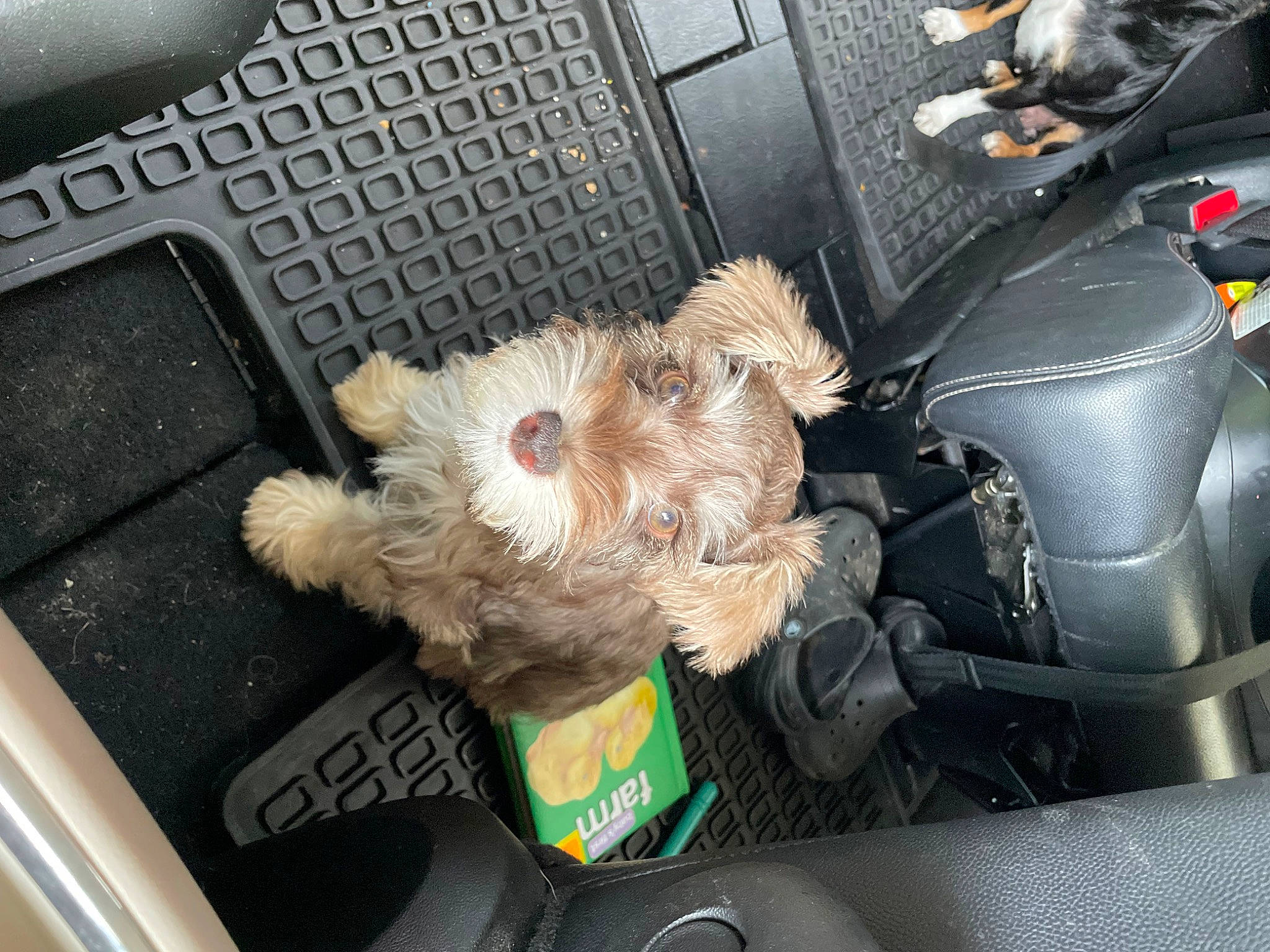April joined the competition — help win amazing prizes! auto_part, automotive_exterior, canidae, car, car_seat, carnivore, companion_dog, dog_breed, family_car, fur, hood, luxury_vehicle, motor_vehicle, personal_luxury_car, snout, sporting_group, trunk, vehicle, vehicle_door, windshield
