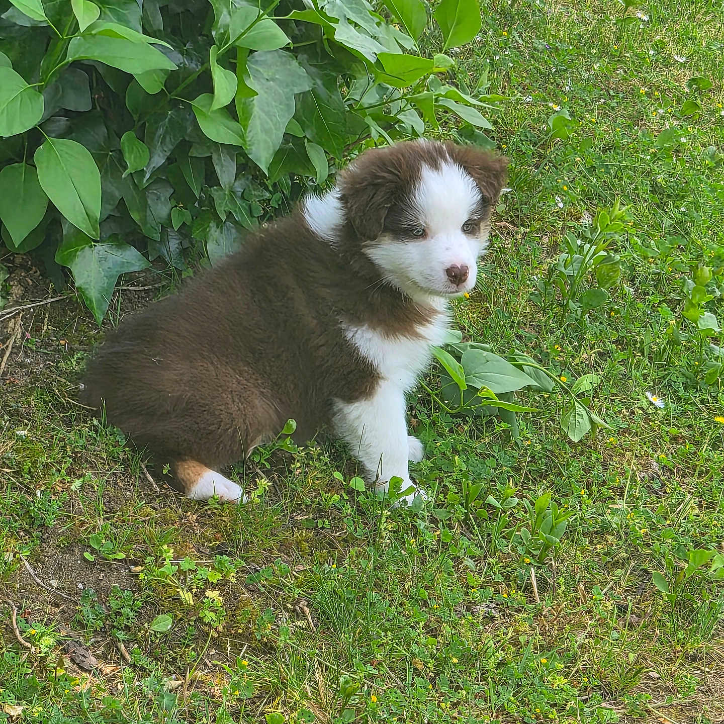 Bonnie
