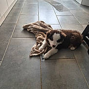 Bonnie a rejoint le concours — aidez-le/la à gagner de superbes lots ! animal, blanket, brown_and_white, cabinet, cozy, curious, cute, dog, domestic, flooring, fur, indoor, kitchen, pet, puppy, radiator, resting, small, tile_floor, young_dog