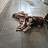 animal, blanket, brown_and_white, cabinet, cozy, curious, cute, dog, domestic, flooring, fur, indoor, kitchen, pet, puppy, radiator, resting, small, tile_floor, young_dog