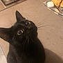 black_cat, cat, kitchen, countertop, stove, red_pot, bread, napkin, curious, looking_up, indoor, pet, animal, whiskers, floor_tiles, domestic, food, household, close_up, feline