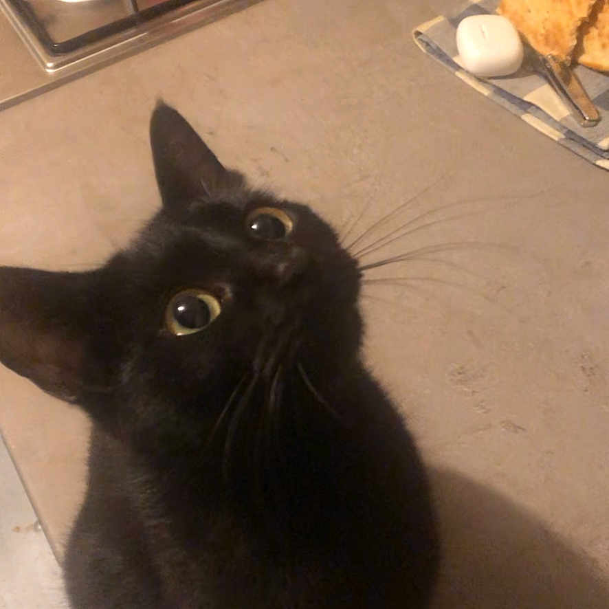 Rina a rejoint le concours — aidez-le/la à gagner de superbes lots ! animal, black_cat, bread, cat, close_up, countertop, curious, domestic, feline, floor_tiles, food, household, indoor, kitchen, looking_up, napkin, pet, red_pot, stove, whiskers