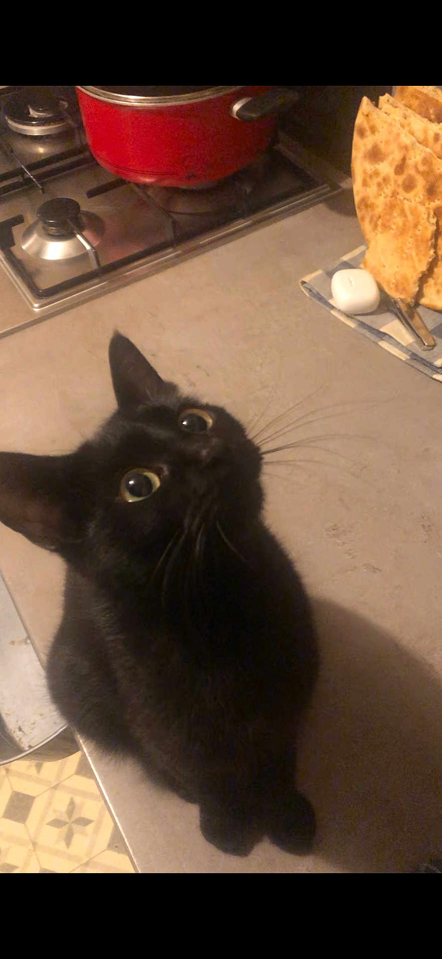 Rina a rejoint le concours — aidez-le/la à gagner de superbes lots ! black_cat, cat, kitchen, countertop, stove, red_pot, bread, napkin, curious, looking_up, indoor, pet, animal, whiskers, floor_tiles, domestic, food, household, close_up, feline