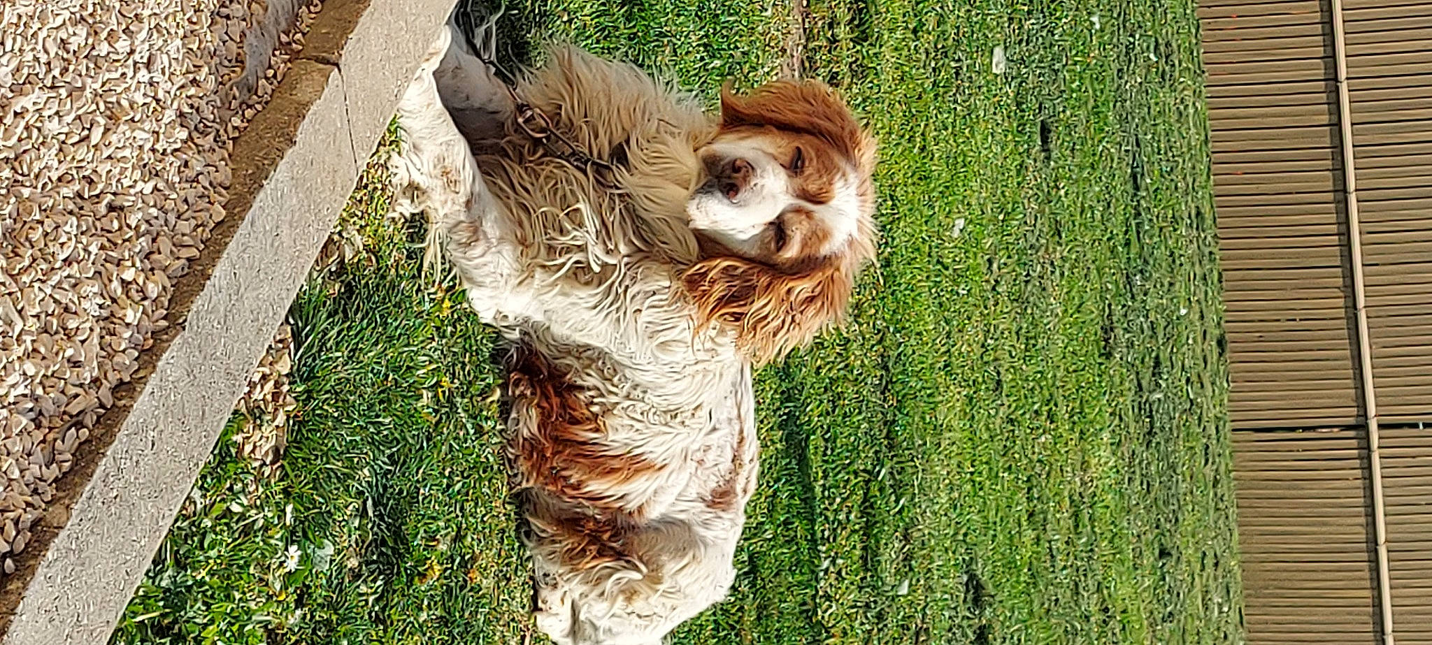 Canaillou a rejoint le concours — aidez-le/la à gagner de superbes lots ! alpaca, carnivore, companion_dog, dog_breed, fawn, fur, grass, liver, people_in_nature, plant, red_panda, snout, sporting_group, tail, terrestrial_animal, trunk, two_toed_sloth, whiskers, wildlife, wood