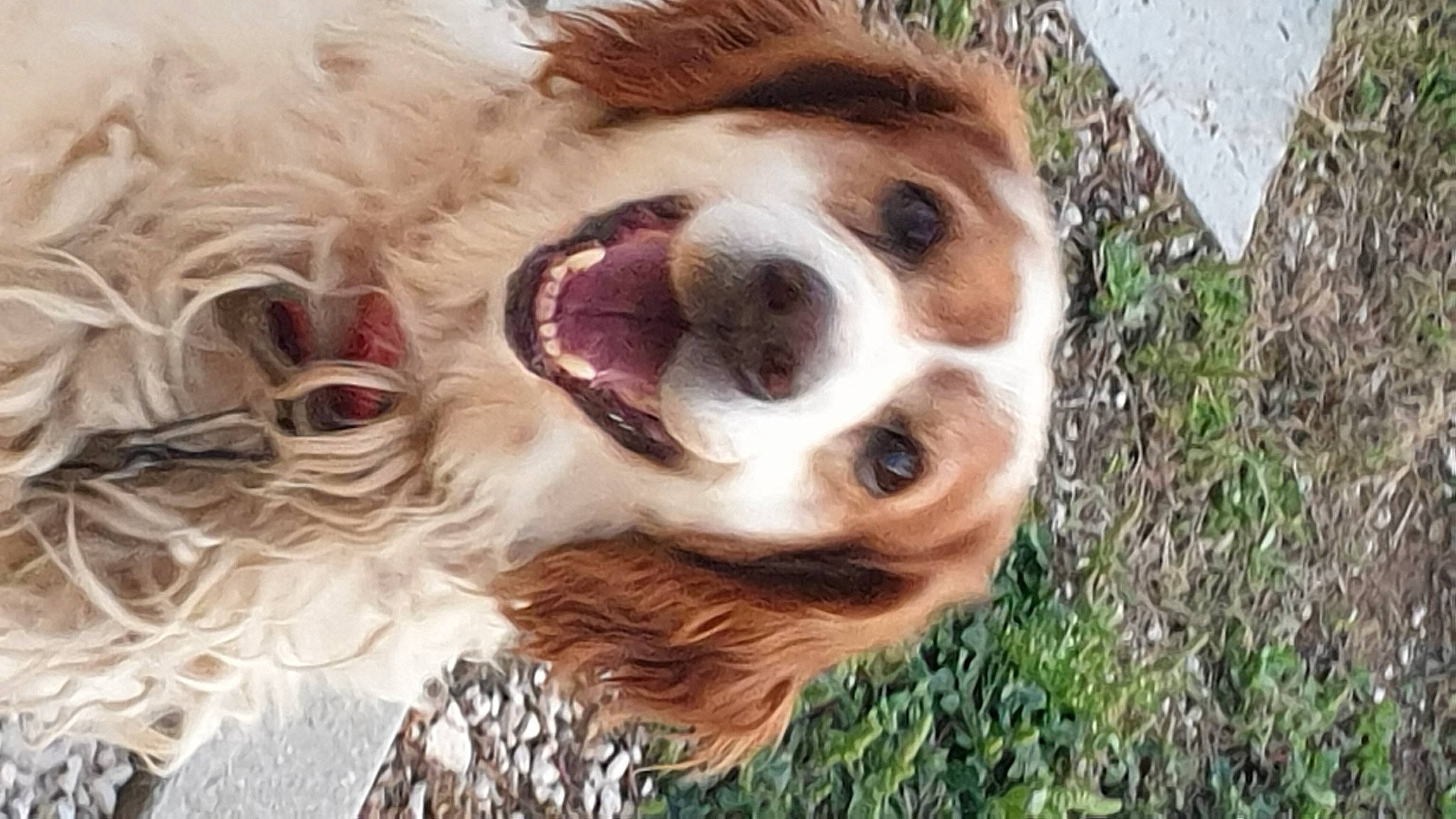 Canaillou a rejoint le concours — aidez-le/la à gagner de superbes lots ! canidae, carnivore, companion_dog, dog, dog_breed, ear, eyewear, fawn, fur, grass, happy, liver, paw, plant, snout, spaniel, sporting_group, sunglasses, whiskers, working_animal