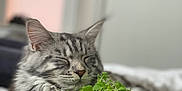 Jade is registered to the contest to win money with this photo: animal, bed, blanket, cat, catnip, closeup, cute, domestic_cat, fur, gray_cat, greenery, indoor, pet, plant, pot, relaxed, resting, sleepy, tabby, whiskers