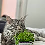 Jade is registered to the contest to win money with this photo: cat, tabby, gray_cat, plant, catnip, pot, greenery, indoor, bed, blanket, fur, pet, sleepy, relaxed, closeup, whiskers, animal, cute, domestic_cat, resting