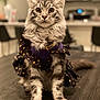 cat, tabby, fluffy_fur, purple_outfit, gold_polka_dots, sitting, wooden_table, wide_eyes, indoor, kitchen, blurred_background, pet, feline, costume, curious, domestic_animal, portrait, fur_pattern, animal_clothing, household