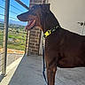 dog, doberman, pet, animal, collar, leash, balcony, railing, outdoor, sunlight, shadow, concrete, brick_wall, door, blue_sky, mountains, nature, panting, side_view, domestic_animal
