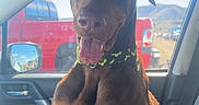 Astro joined the competition — help win amazing prizes! dog, doberman, car_interior, passenger_seat, tongue_out, happy, pet, collar, window, red_truck, mountains, daylight, sunlight, seatbelt, dashboard, vehicle, animal, canine, looking, portrait