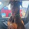 dog, doberman, car_interior, passenger_seat, tongue_out, happy, pet, collar, window, red_truck, mountains, daylight, sunlight, seatbelt, dashboard, vehicle, animal, canine, looking, portrait