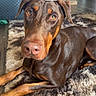 doberman, dog, pet, lying_down, brown_coat, indoor, rug, floor, canine, animal, looking_at_camera, ears, snout, eyes, home, wooden_floor, furniture, relaxed, companion, domestic