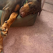 Astro is registered to the contest to win money with this photo: dog, doberman, sleeping, pet_bed, plush_toy, carpet, indoor, collar, brown, black, paw, furniture, basket, home, relaxing, canine, resting, cozy, toy, animal