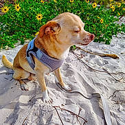 Bama is registered to the contest to win money with this photo: dog, small_dog, sitting, harness, leash, sand, flowers, yellow_flowers, greenery, outdoor, sunny, daytime, nature, beach, closeup, pet, calm, canine, fur, quiet