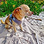 dog, small_dog, sitting, harness, leash, sand, flowers, yellow_flowers, greenery, outdoor, sunny, daytime, nature, beach, closeup, pet, calm, canine, fur, quiet
