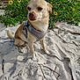 Bama joined the competition — help win amazing prizes! dog, small_dog, harness, leash, sand, flowers, yellow_flowers, greenery, outdoor, nature, sunny, daytime, canine, pet, animal, beach, plants, calm, sitting, fur