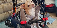 Bama joined the competition — help win amazing prizes! dog, small_dog, wheelchair, mobility_aid, indoor, carpet, sofa, blanket, pet, animal, cute, looking_up, head_tilt, leash, harness, metal_frame, blue_rug, home, comfort, accessory
