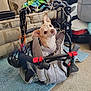 dog, small_dog, wheelchair, mobility_aid, indoor, carpet, sofa, blanket, pet, animal, cute, looking_up, head_tilt, leash, harness, metal_frame, blue_rug, home, comfort, accessory