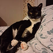 Purdy joined the competition — help win amazing prizes! cat, black_and_white, pet, animal, bed, bedding, pillow, indoor, resting, cute, relaxed, fur, whiskers, paw, pink_paw_pads, yellow_eyes, looking_at_camera, patterned, floral_curtains, cozy