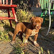 Milo joined the competition — help win amazing prizes! puppy, dog, brown, white_paws, outdoor, grass, stone_path, red_chair, green_chair, wooden_fence, sunlight, shadow, curious, young_dog, nature, pet, animal, daylight, blue_sky, garden