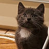 kitten, cat, gray_cat, white_paws, white_chest, wooden_floor, indoor, curious, pet, animal, small, furry, cute, domestic_cat, young_cat, flooring, basket, door, sitting, whiskers