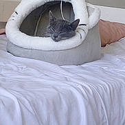 Tokyo participe au concours pour gagner de l'argent avec cette photo : cat, sleeping, pet_bed, bed, white_bedspread, gray_cat, cozy, indoor, feline, resting, soft, fluffy, cute, animal, domestic_cat, peaceful, curled_up, household, comfortable, nap