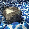 cat, gray_cat, white_chest, lying_down, upside_down, bed, blanket, blue_blanket, patterned_blanket, indoor, furniture, table, clothes, cozy, pet, animal, whiskers, curious, relaxed, soft_light