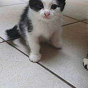 Bianca a rejoint le concours — aidez-le/la à gagner de superbes lots ! kitten, cat, black_and_white, floor, tile, pet, animal, indoor, curious, small, cute, fur, whiskers, ears, face, eyes, home, bowl, background, young
