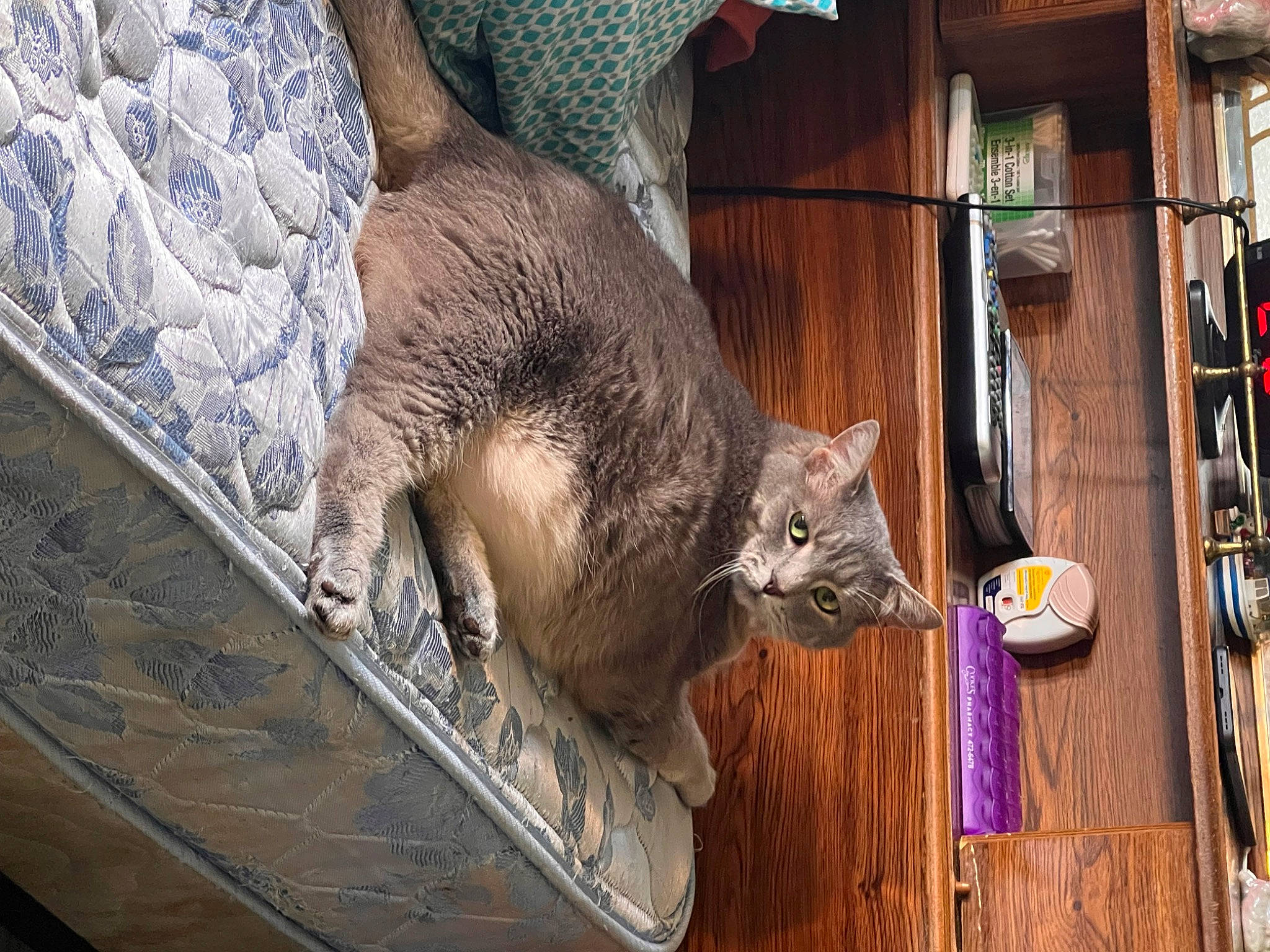 Sassy is registered to the contest to win money with this photo: carnivore, cat, domestic_short_haired_cat, fawn, felidae, fur, hardwood, plant, small_to_medium_sized_cats, tail, terrestrial_animal, tree, whiskers, wildlife, wood