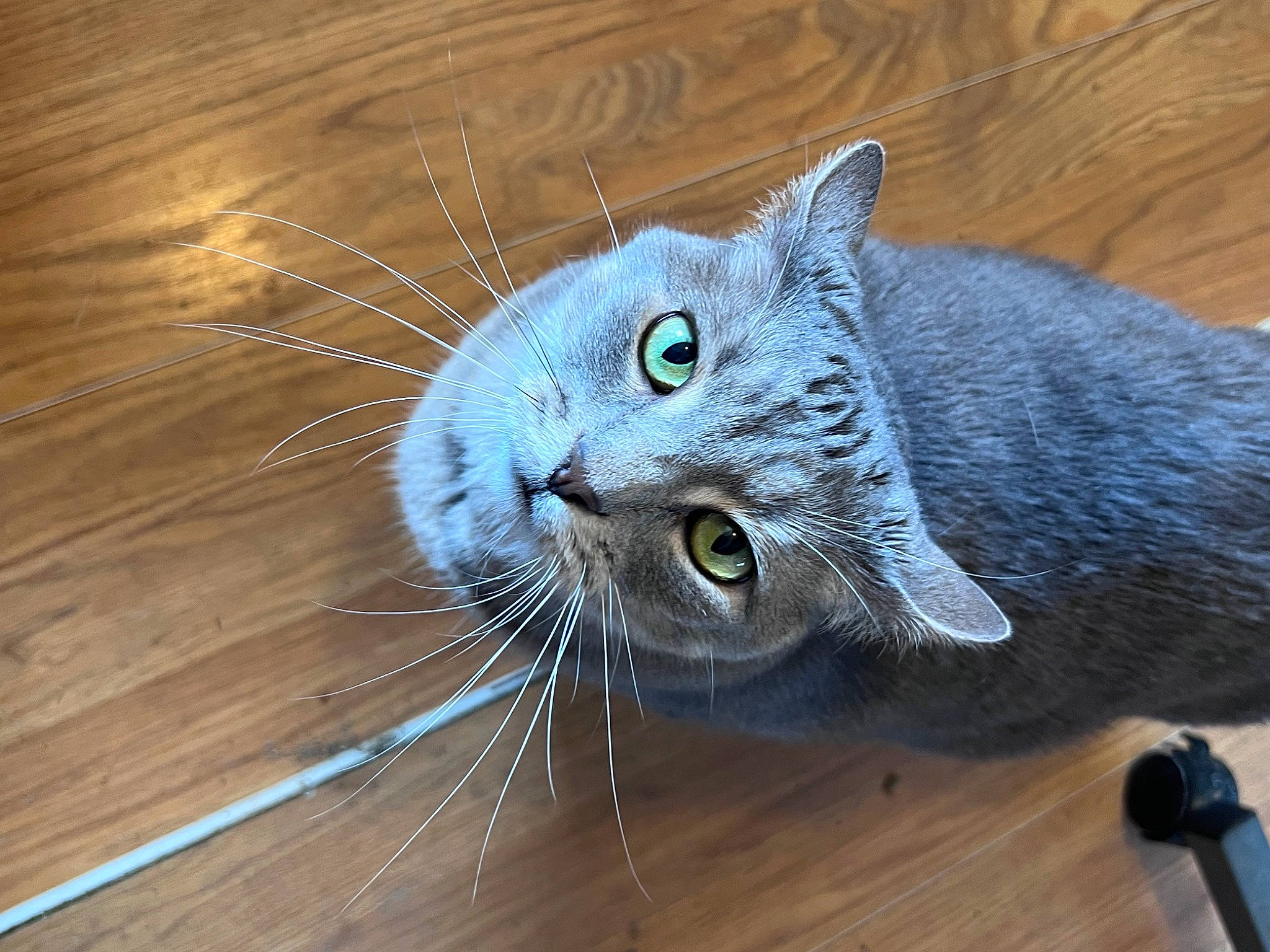 Sassy joined the competition — help win amazing prizes! carnivore, cat, domestic_short_haired_cat, electric_blue, felidae, flooring, fur, grey, hardwood, paw, russian_blue, small_to_medium_sized_cats, snout, tail, terrestrial_animal, water, whiskers, wood, wood_flooring, wood_stain