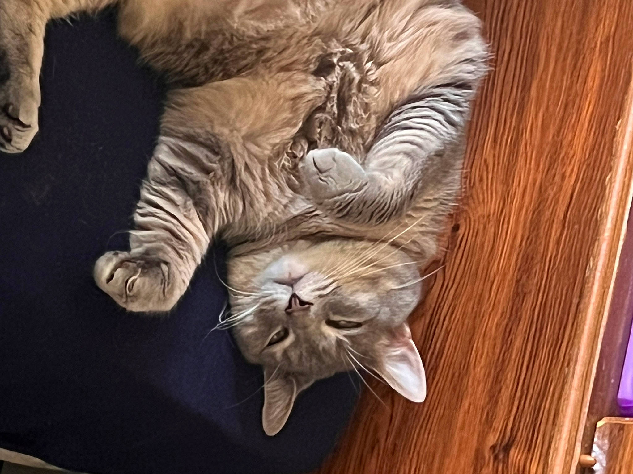 Sassy joined the competition — help win amazing prizes! art, carnivore, cat, claw, comfort, domestic_short_haired_cat, fawn, felidae, flooring, fur, hardwood, plank, small_to_medium_sized_cats, snout, tail, terrestrial_animal, varnish, whiskers, wood, wood_stain