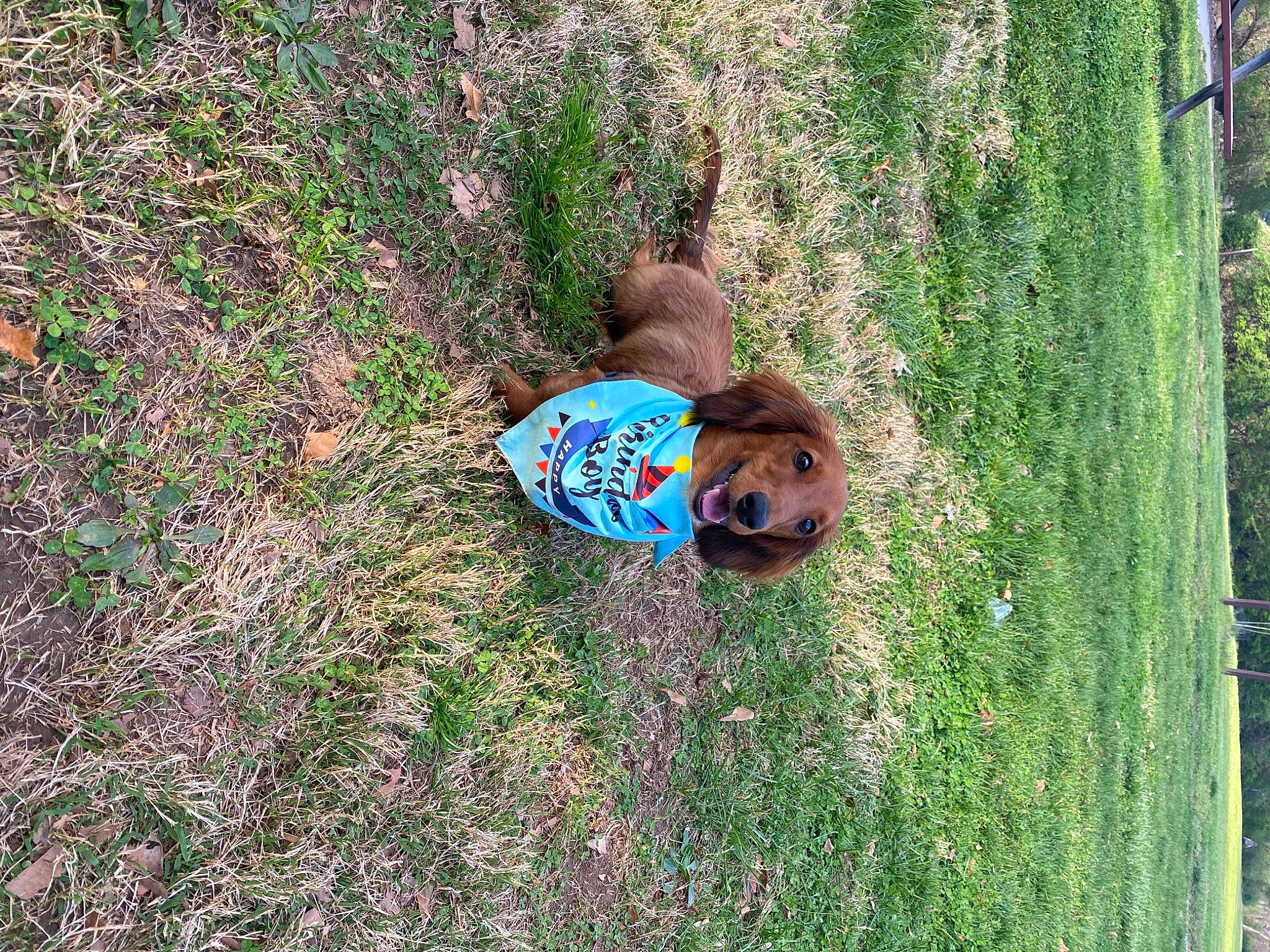 Leonidas is registered to the contest to win money with this photo: fawn, fun, grass, grass_family, grassland, groundcover, hat, landscape, lawn, leisure, meadow, people_in_nature, plant, shrub, soil, sunglasses, toddler, tree, trunk, wood