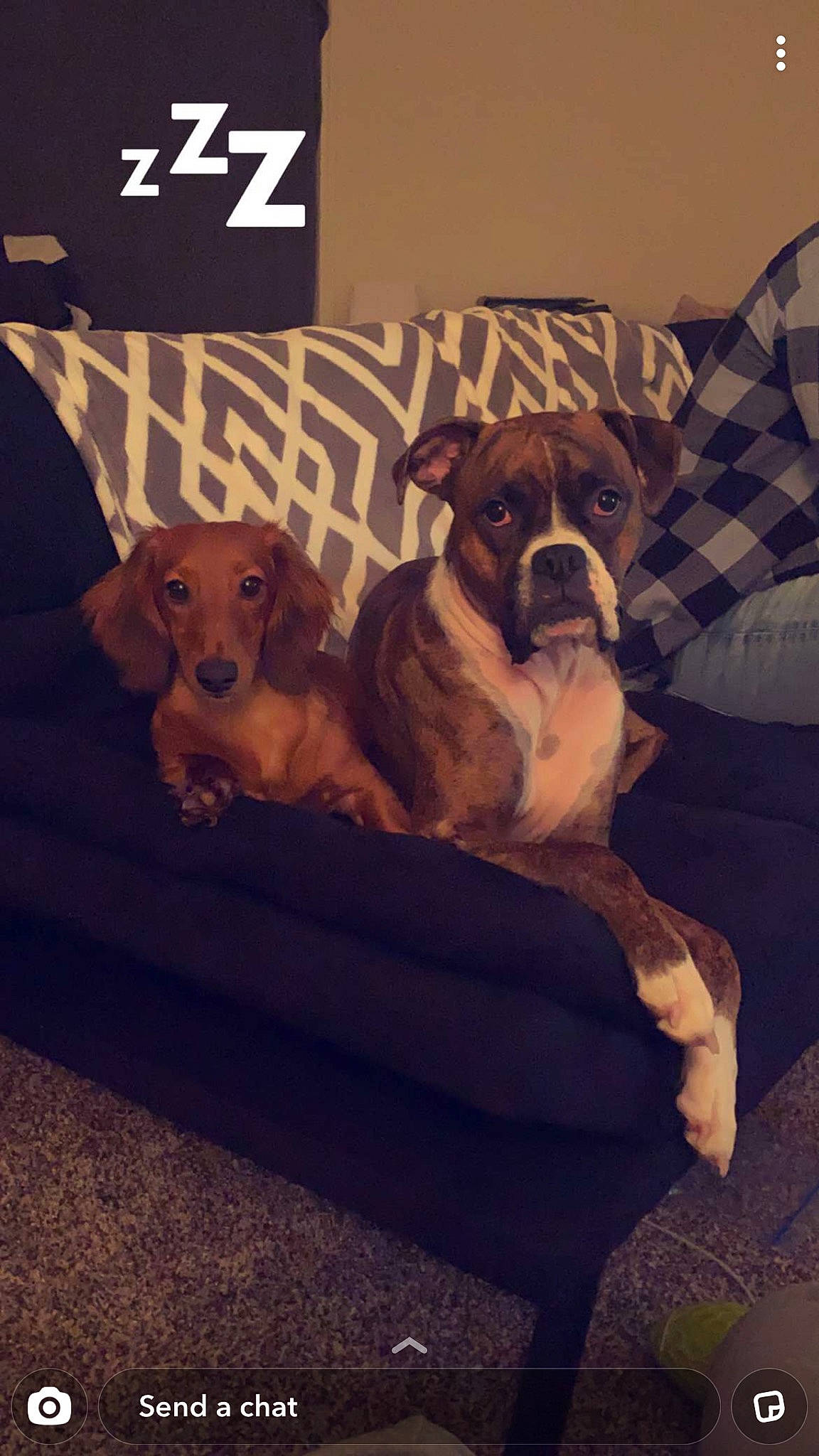 Leonidas is registered to the contest to win money with this photo: art, boxer, carnivore, chair, comfort, companion_dog, couch, dog, dog_breed, dog_supply, fawn, flooring, font, liver, logo, photo_caption, puppy_love, toy_dog, window, working_animal