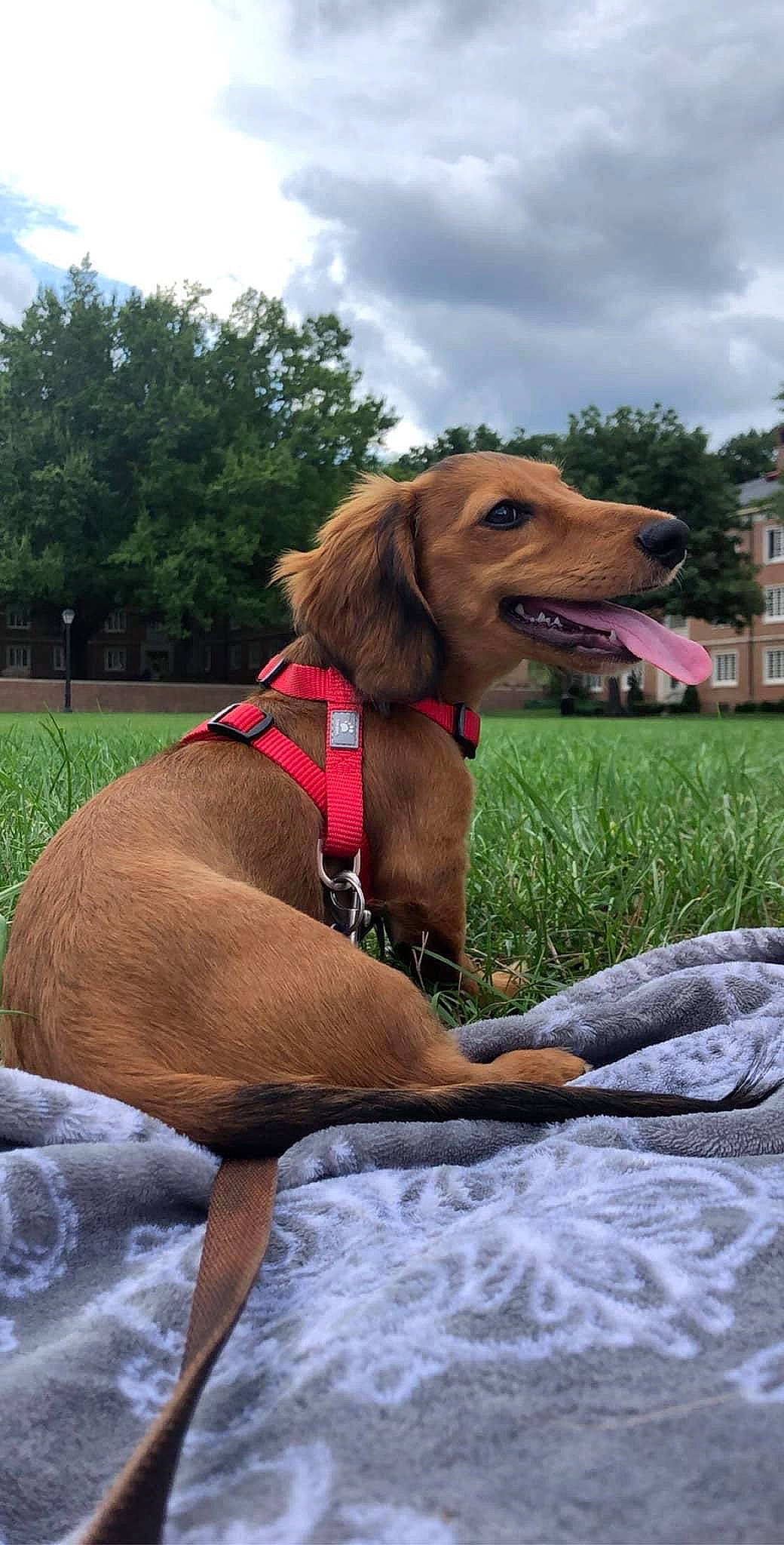 Leonidas joined the competition — help win amazing prizes! carnivore, cloud, collar, companion_dog, dog, dog_breed, dog_collar, dog_supply, fawn, grass, hound, leash, liver, pet_supply, plant, sky, snout, sporting_group, tree, working_animal