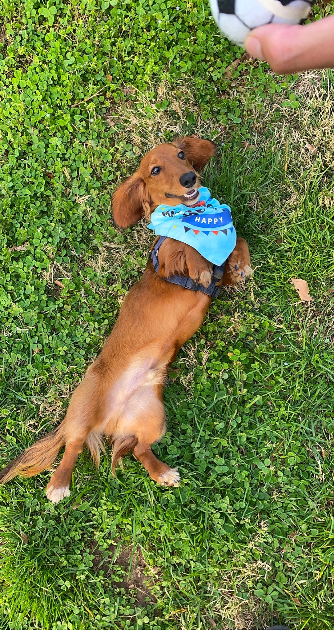 Leonidas is registered to the contest to win money with this photo: brown, canidae, carnivore, collar, companion_dog, dog, dog_breed, dog_supply, fawn, grass, hound, liver, pet_supply, plant, snout, sporting_group, tail, terrestrial_animal, working_animal, working_dog