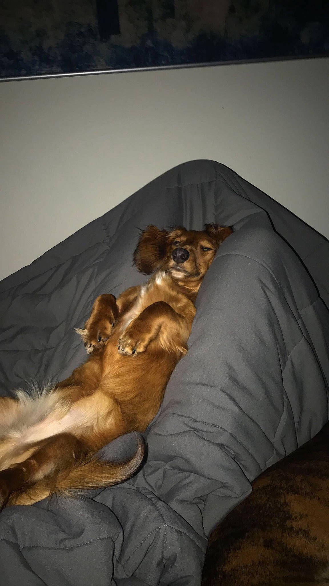 Leonidas joined the competition — help win amazing prizes! art, bed, big_cats, carnivore, comfort, companion_dog, dog, dog_breed, fawn, felidae, lion, liver, paw, small_to_medium_sized_cats, snout, sporting_group, tail, terrestrial_animal, whiskers, wood