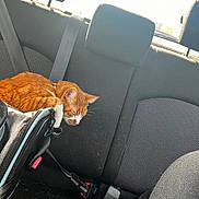 Ninka a rejoint le concours — aidez-le/la à gagner de superbes lots ! accessories, animal, belt, canine, car, car_interior, carseat, cat, cushion, dog, headrest, homedecor, kitten, pet, puppy, transportation, vehicle