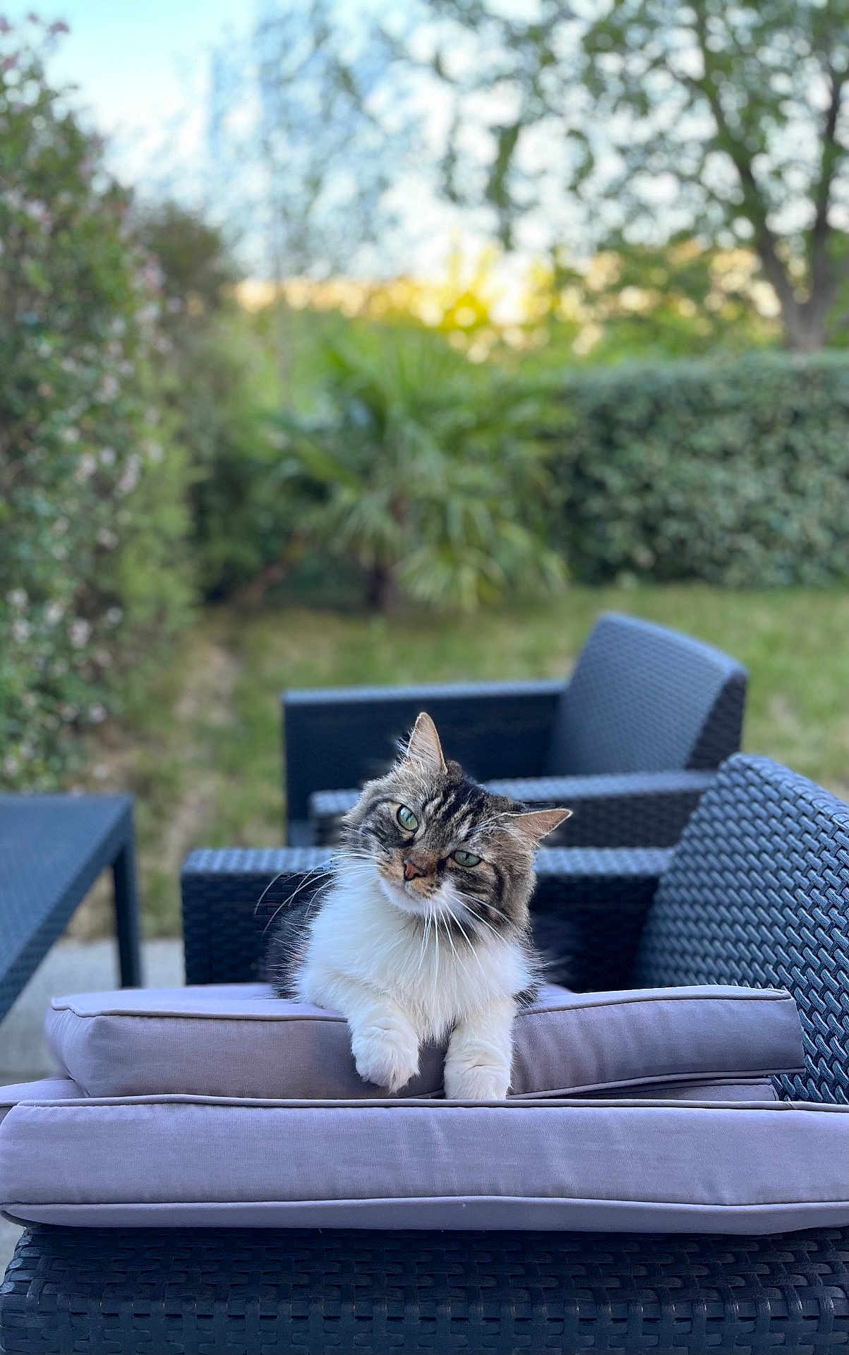 Ninka