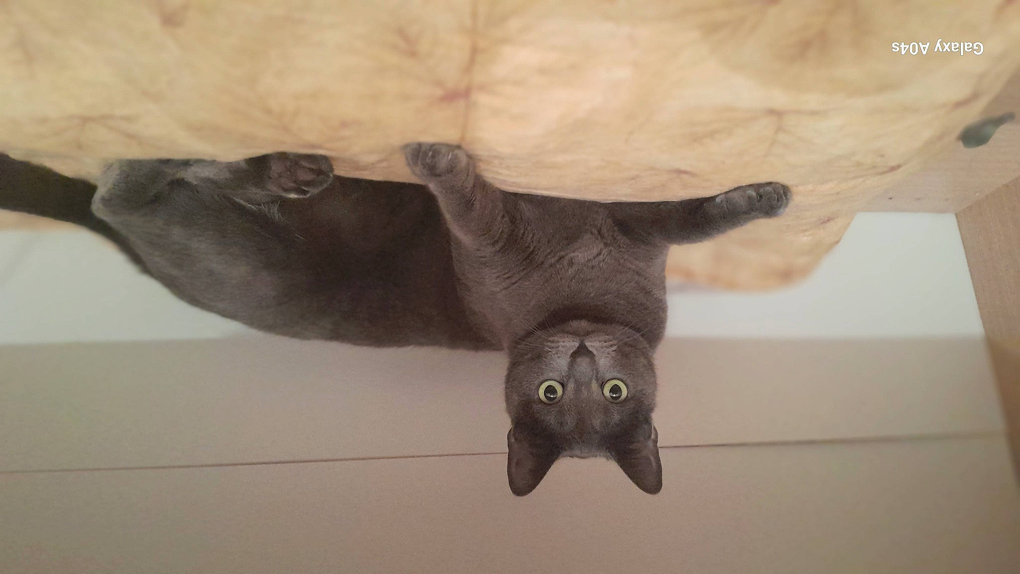 Dina participe au concours pour gagner de l'argent avec cette photo : art, artifact, bat, carnivore, claw, felidae, fur, marine_mammal, paw, plant, reptile, sculpture, small_to_medium_sized_cats, snout, tail, terrestrial_animal, whiskers, wildlife, wing, working_animal