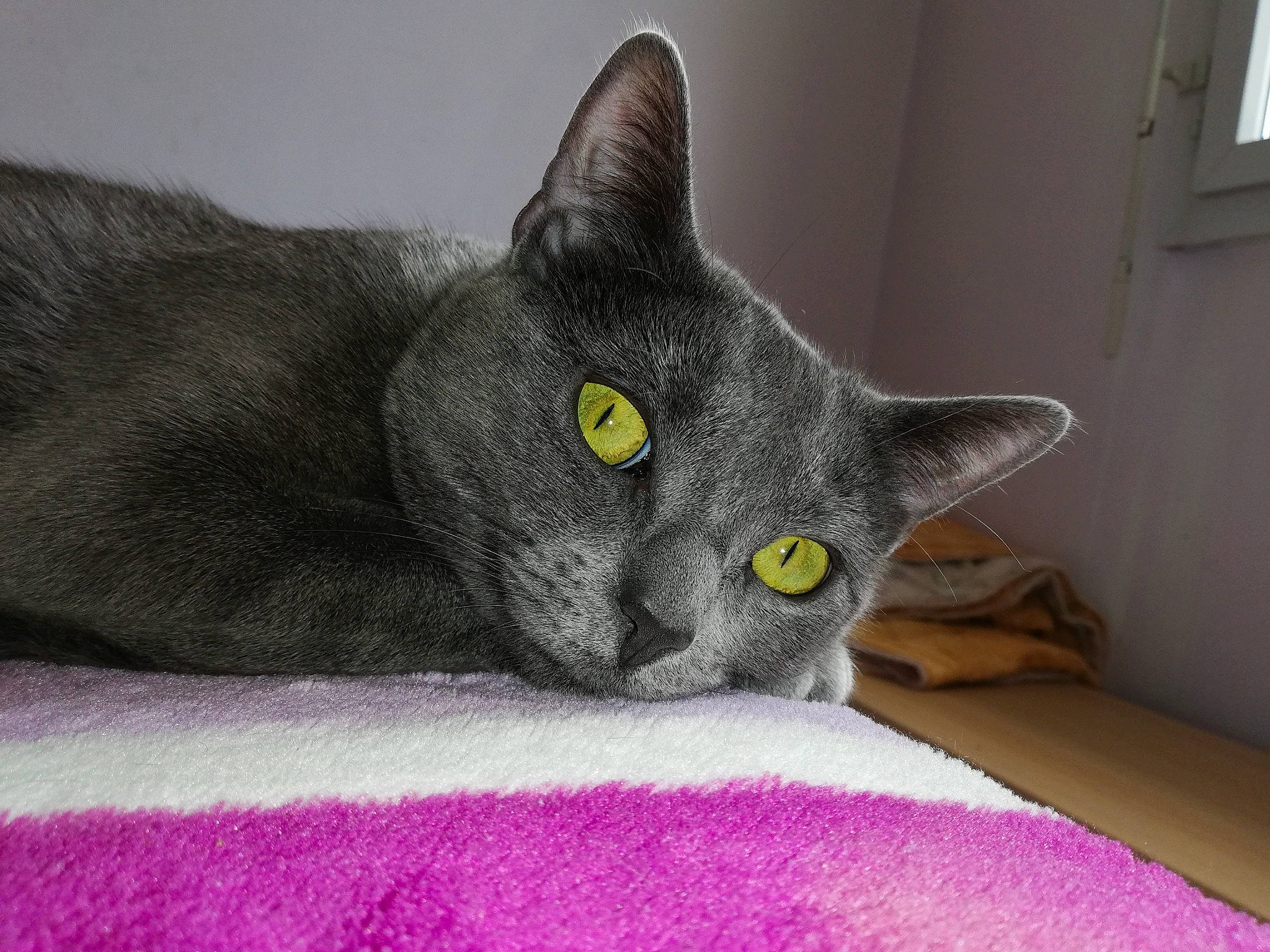 Dina a rejoint le concours — aidez-le/la à gagner de superbes lots ! bed, black_cat, carnivore, cat, cat_supply, comfort, domestic_short_haired_cat, felidae, fur, grey, linens, russian_blue, small_to_medium_sized_cats, snout, tail, wall_plate, whiskers, window