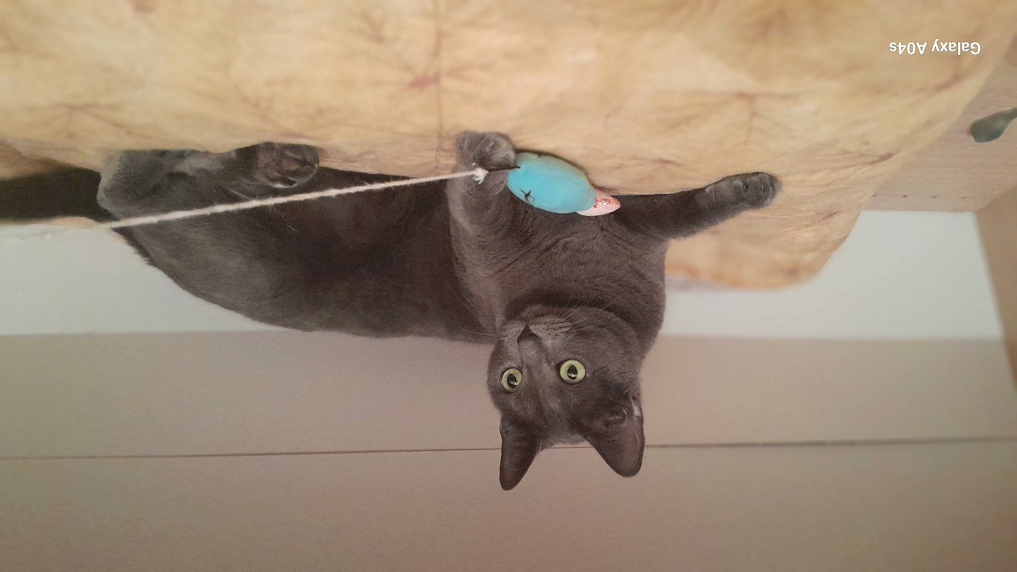 Dina participe au concours pour gagner de l'argent avec cette photo : bat, black_cat, carnivore, cat, claw, domestic_short_haired_cat, felidae, fur, paw, small_to_medium_sized_cats, tail, whiskers, wing