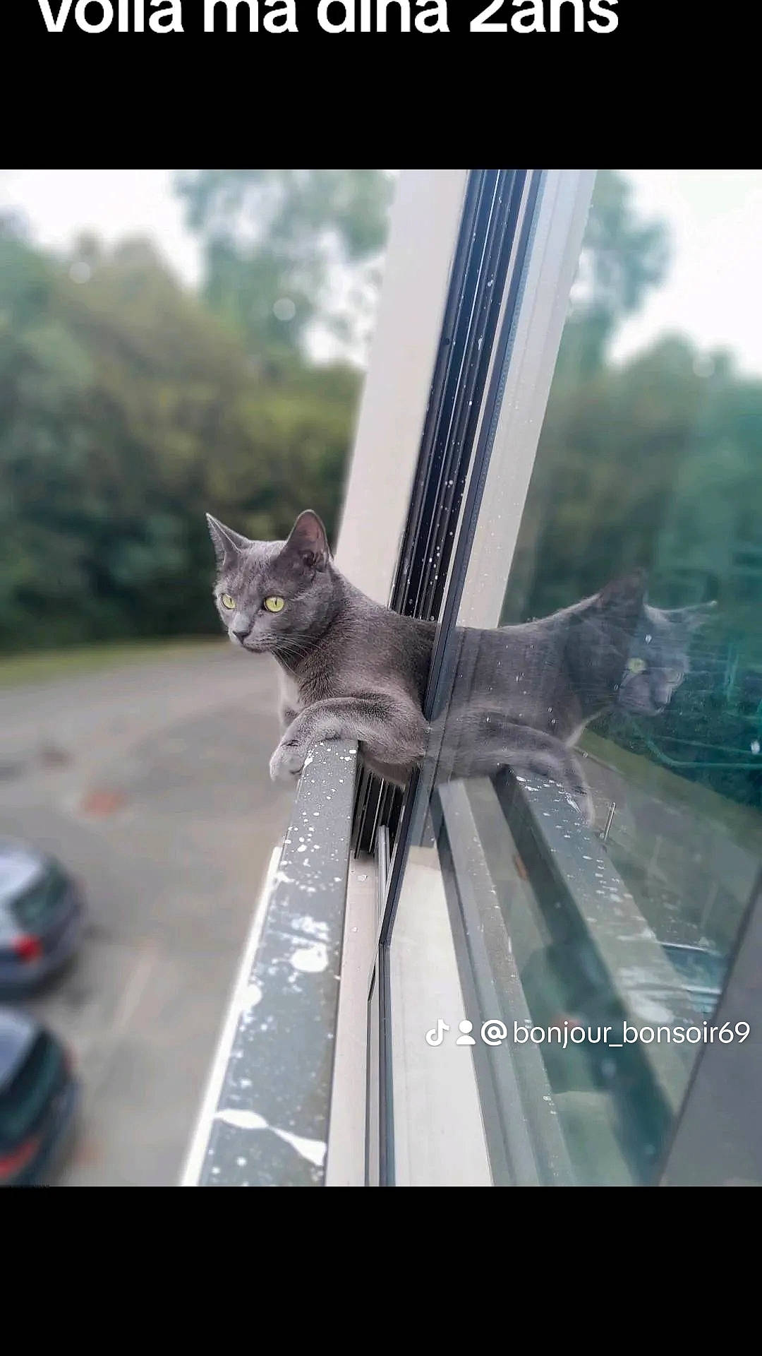 Dina participe au concours pour gagner de l'argent avec cette photo : automotive_window_part, carnivore, cat, curtain, domestic_short_haired_cat, eye, felidae, fur, glass, metal, road, small_to_medium_sized_cats, tail, transport, tree, vehicle, vehicle_door, whiskers, window, windshield