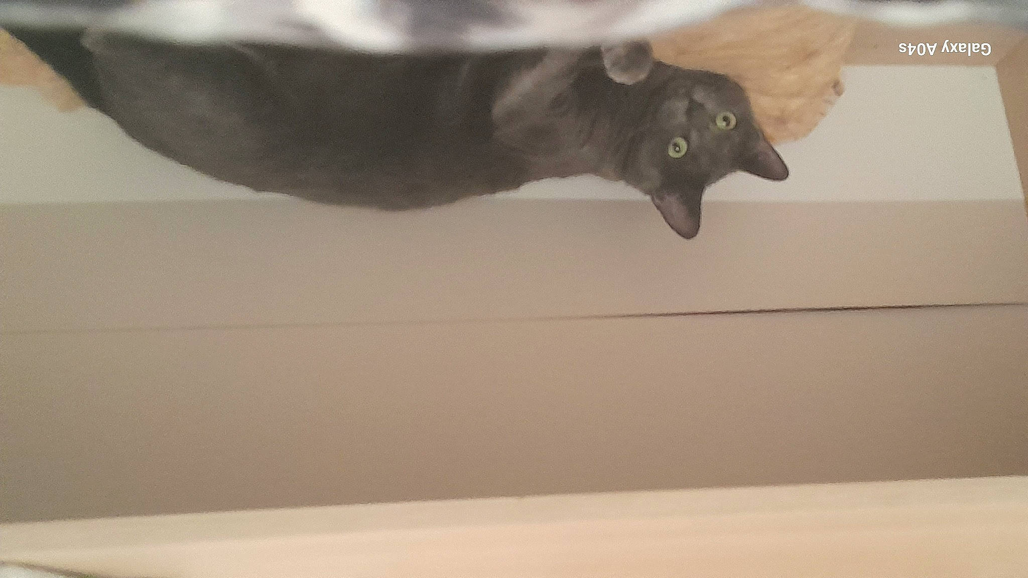 Dina participe au concours pour gagner de l'argent avec cette photo : bat, canidae, carnivore, dog_breed, domestic_short_haired_cat, felidae, foot, fur, gesture, room, sky, small_to_medium_sized_cats, snout, sporting_group, tail, terrestrial_animal, whiskers, wildlife, window, wood