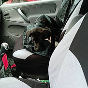 Abyss a rejoint le concours — aidez-le/la à gagner de superbes lots ! animal, black_dog, car_interior, car_seat, curious, dog, door_handle, exploring, floor_mat, indoor, leash, pet, puppy, rain, raindrops, red_car, seat_cover, side_mirror, vehicle, window