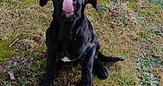 Abyss a rejoint le concours — aidez-le/la à gagner de superbes lots ! adorable, animal, black_dog, canine, cute, dog, field, friendly, fur, grass, looking_up, nature, outdoor, pet, playful, puppy, sitting, tongue_out, water_bowl, young_dog